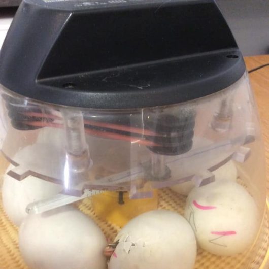The eggs in the incubator